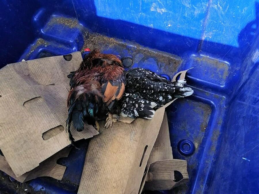 Из-за птичьего гриппа вывоз мусора временно прекращен в нескольких деревнях Тюменской области