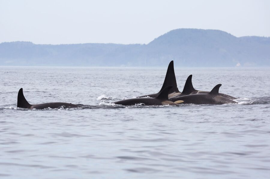 О чем «говорят» косатки?